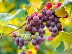 anggur-ruby-roman_20161102_173107.jpg