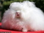 angora-rabbit_20160913_162729.jpg