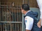anies-baswedan-melihat-langsung-dua-harimau-hari-dan-tino-yang-terpapar-covid-19.jpg
