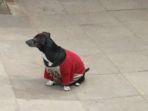 anjing-berjaket-merah.jpg