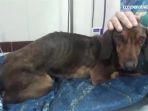 anjing-bernama-gaspar_20180719_113112.jpg