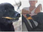 anjing-bernama-negro_20180512_092417.jpg