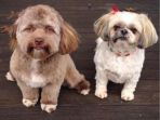 anjing-berwajah-mirip-manusia_20180314_205731.jpg