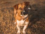 anjing-boxer.jpg