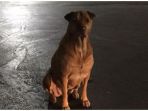 anjing-di-oklahoma-amerika-serikat_20181025_093637.jpg