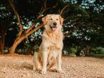 Ingin Pelihara Anjing dengan Kepribadian Ramah? Ini 6 Jenis Anjing yang Bisa Kamu Pilih