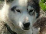anjing-husky-gambar-cover-1.jpg