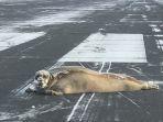 anjing-laut-berjemur.jpg
