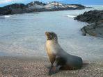 anjing-laut-penghuni-sea-lion-island-kepulauan-falkland.jpg