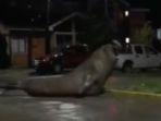 Viral di Medsos, Anjing Laut Berukuran Raksasa Tersesat di Jalanan pada Malam Hari