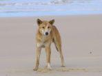 anjing-liar-dingo.jpg