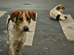 anjing-liar_20180323_143358.jpg