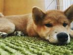 anjing-lucu_20161203_085925.jpg