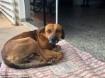anjing-malang-di-san-paulo_20180311_211841.jpg