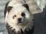 anjing-mirip-panda.jpg