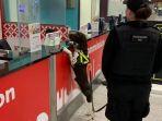 anjing-pelacak-di-bandara-gatwick.jpg