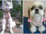 anjing-peliharaan_20180612_144541.jpg