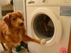 anjing-pintar_20170330_162950.jpg