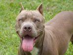 anjing-pitbull-gambar-2.jpg