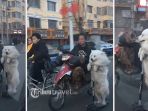 anjing-samoyed_20170211_152752.jpg