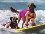 Surf City Surf Dog - Keren! Lihat Gaya Aksi Para Anjing Lucu Saat Selancar, Gemes