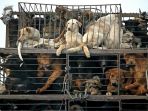 anjing-yang-akan-disembelih_20180613_104329.jpg