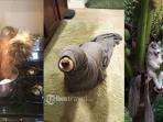 anjing_20170102_165012.jpg