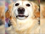 anjing_20170115_195921.jpg