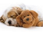 anjing_20170408_180639.jpg