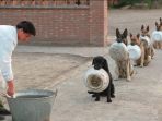 anjing_20170420_152655.jpg