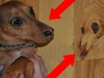 anjing_20170429_150726.jpg