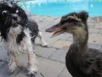 anjing_20170519_131207.jpg
