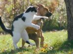 anjing_20170524_133549.jpg