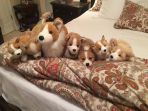 anjing_20170527_131403.jpg