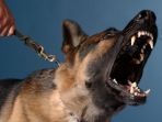 anjing_20170810_155453.jpg