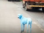 anjing_20170815_190940.jpg