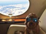 anjing_20171016_163936.jpg