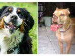 anjing_20171204_180306.jpg