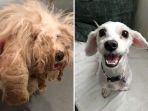 anjing_20180301_214312.jpg