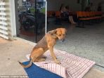 anjing_20180309_125256.jpg