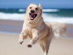 anjing_20180314_134149.jpg