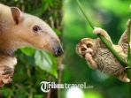 10 Hewan Berwajah Imut Ini Beresiko Hilangkan Nyawa, Ada Panda hingga Anjing Laut