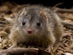 antechinus_20180512_174431.jpg