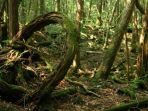 aokigahara_20180318_145312.jpg