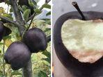 apel-hitam.jpg