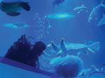 aquarium-indonesia-pangandaran-tempat-wisata-baru-di-pangandaran.jpg