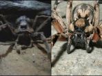 aragog-harry-potter_20170716_090208.jpg