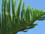 araucaria-columnaris.jpg
