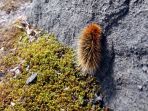 arctic-woolly-bear-moths_20180322_131750.jpg