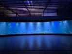 area-akuarium-cekung-sepanjang-47-meter-di-aquarium-indonesia-pangandaran.jpg